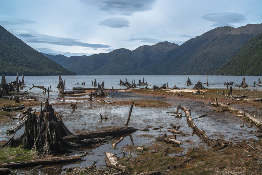 Lake Monowai and stumps, Fiordland, New Zealand
