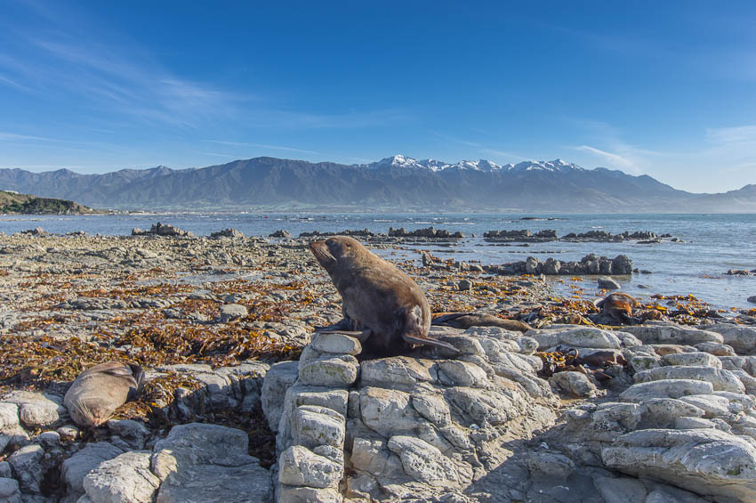 Point Kean seal colony, Kaikoura, New Zealand