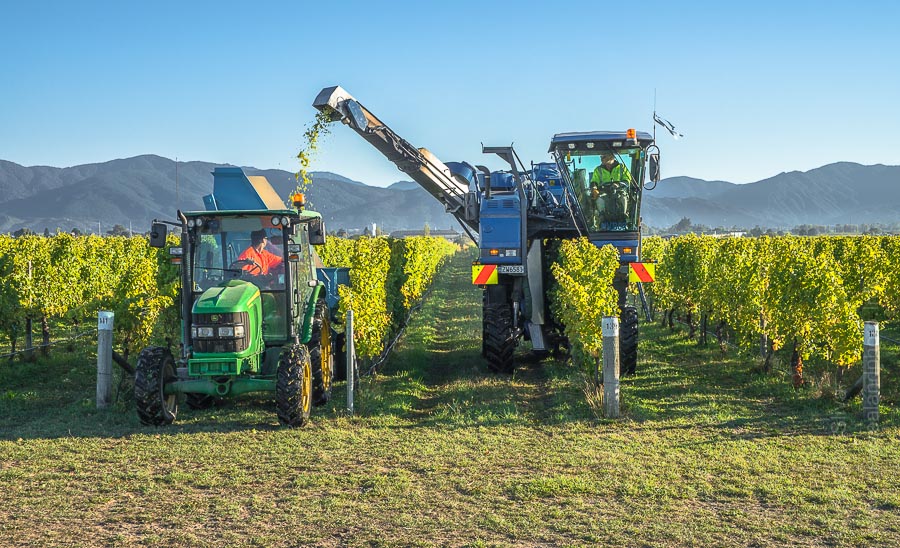 Wine harvester, Fairhall, Marlborough, New Zealand