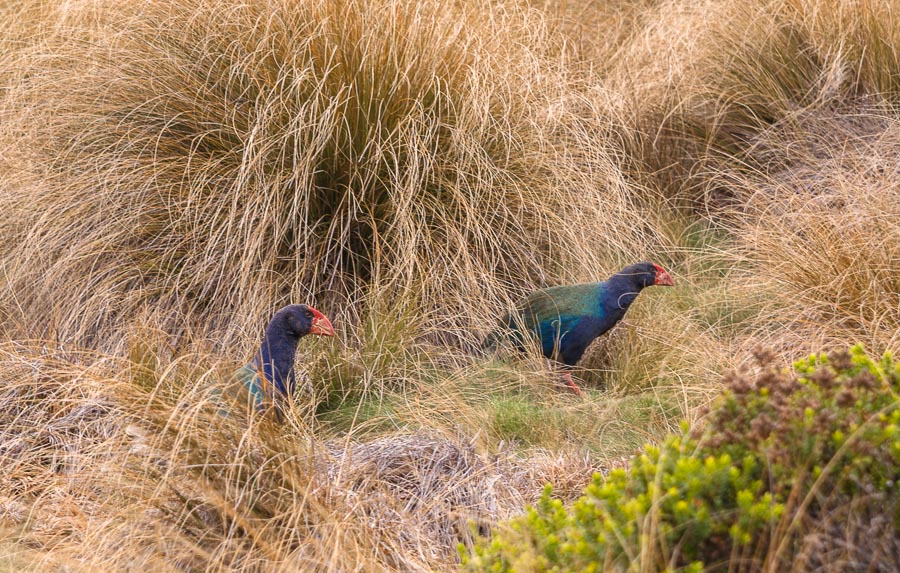 Takahe in tussock, Murchison Mountains, New Zealand