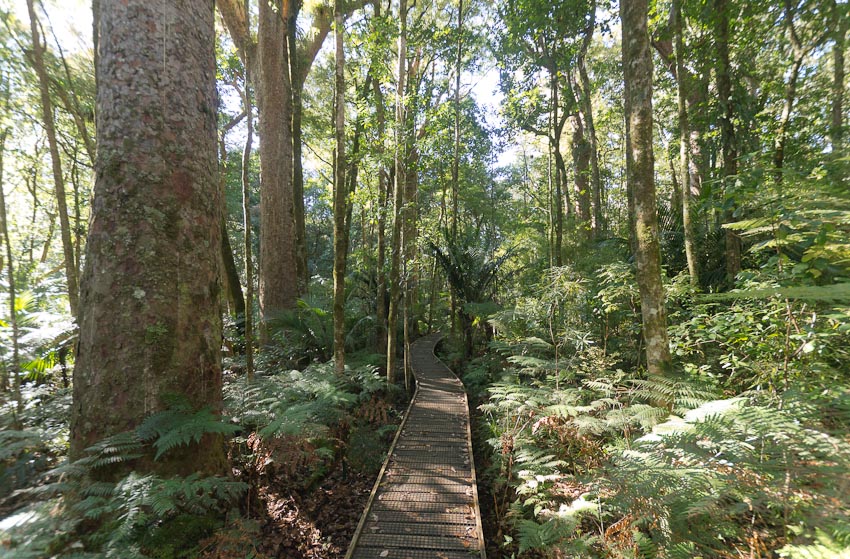 Trounson Kauri Park, Northland, New Zealand