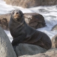 New Zealand fur seal, Kekeno, Arctocephalus forsteri | photography