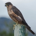 New Zealand Falcon, Karearea | photography