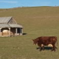 Pastvina a opuštěný dům, Livingstone, Nový Zéland | fotografie