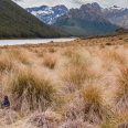 Slípka takahe v údolí Takahe, pohoří Murchison , Nový... | fotografie