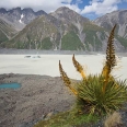 Speargrass, Golden spaniard, Aciphylla aurea, Tasman Glacier... | fotografie