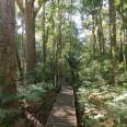 Trounson Kauri Park, Northland, Nový Zéland | fotografie