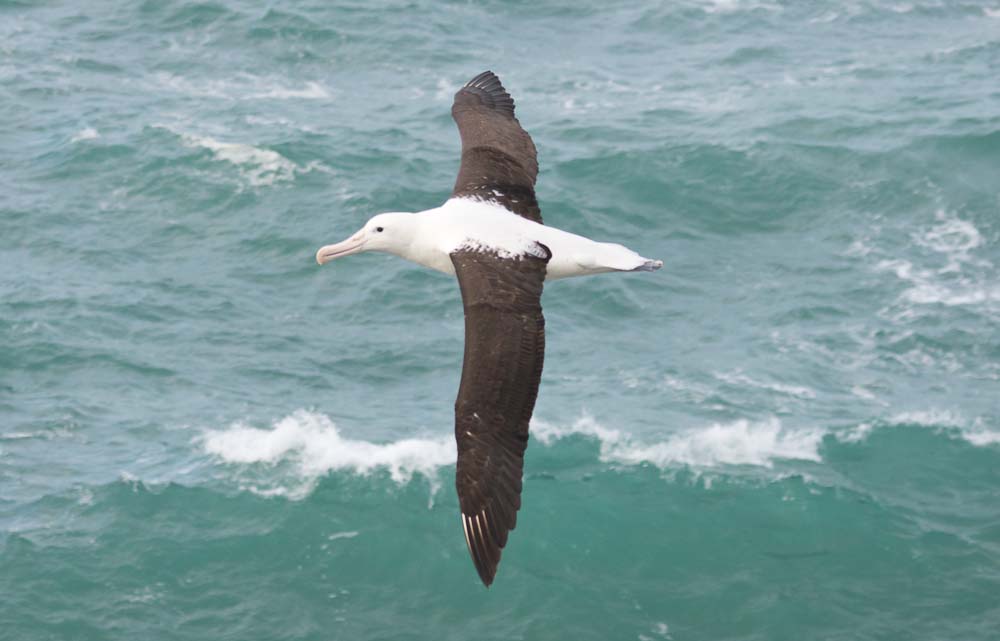 Northern Royal Albatross,Toroa, Diomedea sanfordi