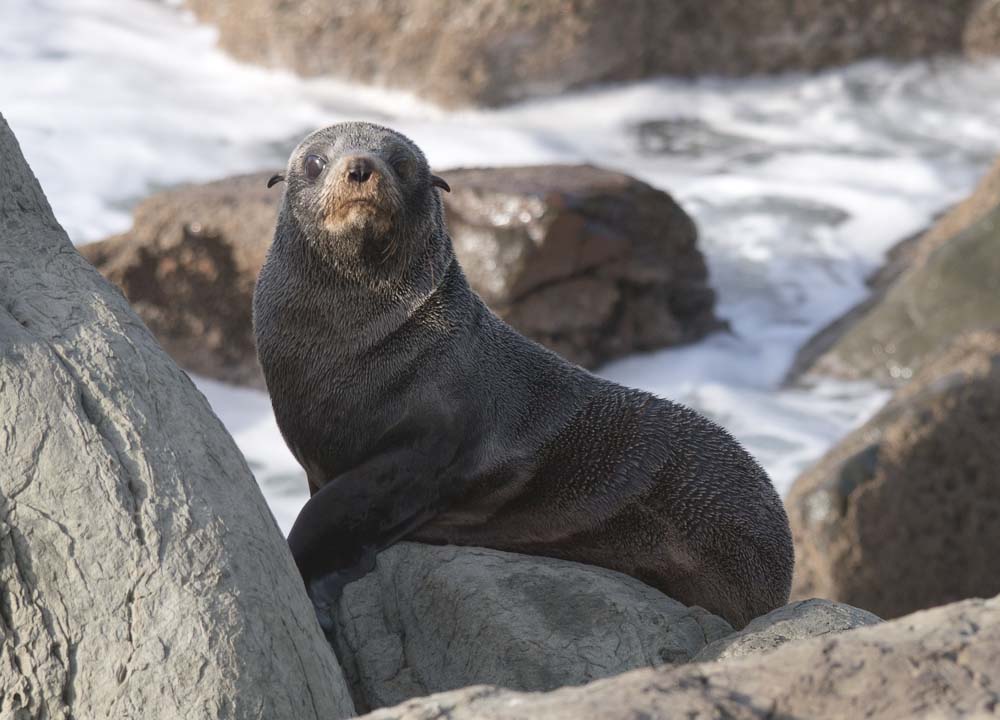New Zealand fur seal, Kekeno, Arctocephalus forsteri