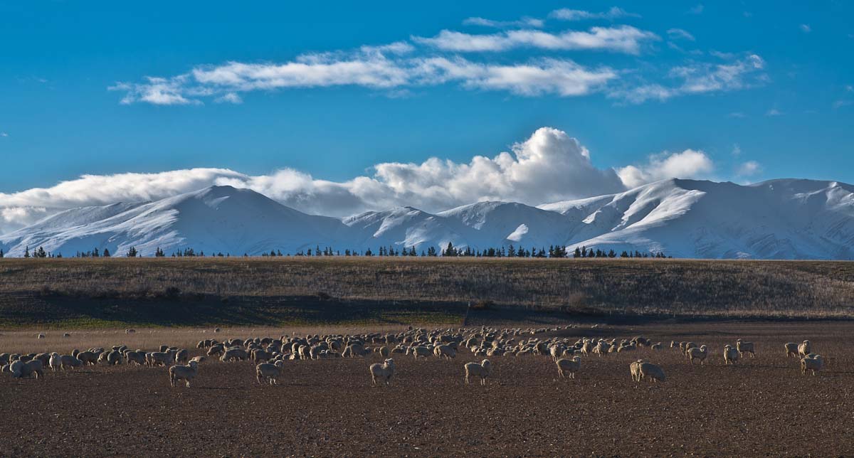 Sheep eating winter feed, Maniototo Plain, Naseby