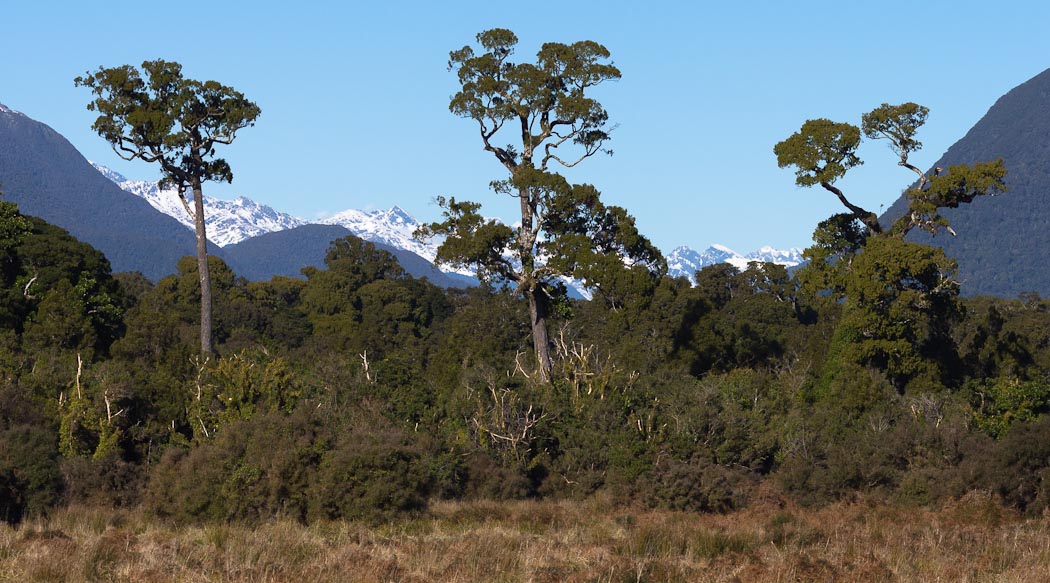 Kahikatea, white pine, Dacrycarpus dacrydioides, Martins Bay, New Zealand