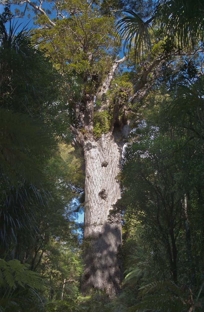 Tane Mahuta - largest kauri tree, Waipoua Forest, New Zealand