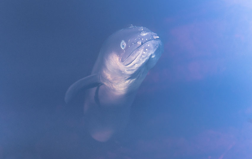 New Zealand longfin eel, Anguilla dieffenbachii, Lake Matheson
