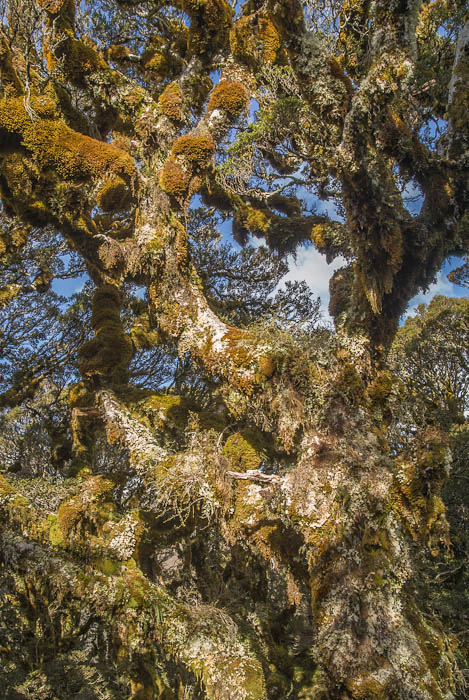 Stunted beech trees, Key Summit, Fiordland, New Zealand