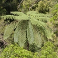 Mamaku, Cyathea medullaris, Maungatautari, New Zealand | photography
