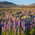 Lupina mnoholistá, Lupinus polyphyllus, Nový Zéland | fotografie