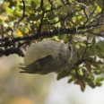 Rifleman, Acanthisitta chloris, u Flora Saddle, Nový Zéland | fotografie