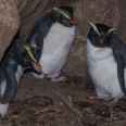 Fiordland Crested Penguin, Tawaki, Eudyptes pachyrhynchus... | photography