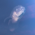 New Zealand longfin eel, Anguilla dieffenbachii, Lake Matheson | photography